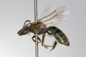 Pseudagapostemon