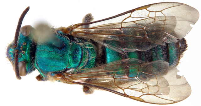 Pseudaugochlora