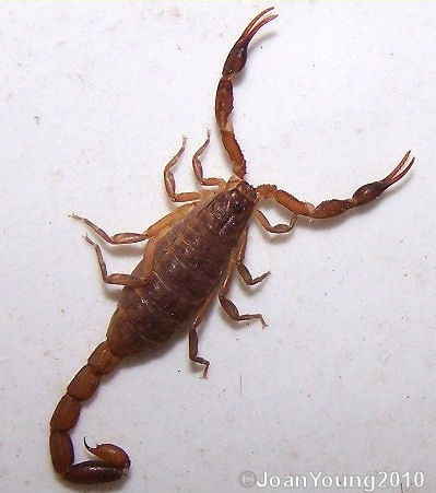 Pseudolychas Ochraceus