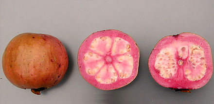 Psidium Acutatum