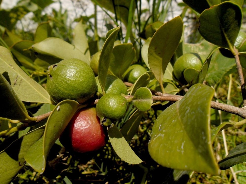 Psidium Alatum