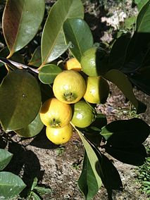 Psidium Albidum