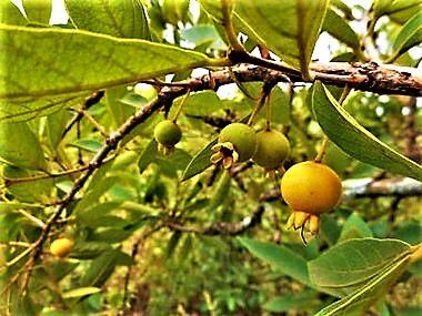 Psidium Anceps