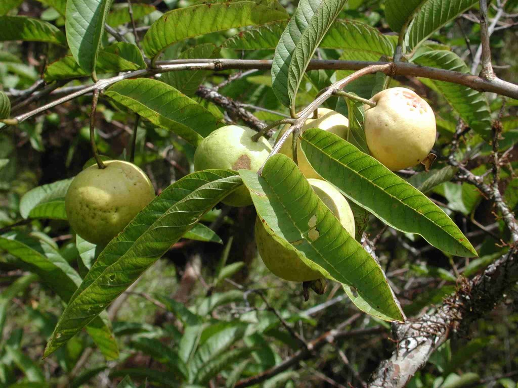 Psidium Anthomega