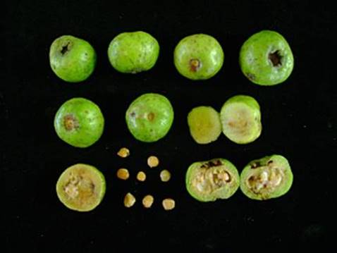 Psidium Araucanum