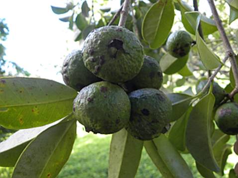 Psidium Arboreum