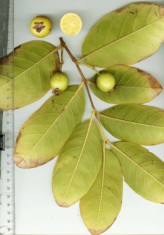 Psidium Bahianum