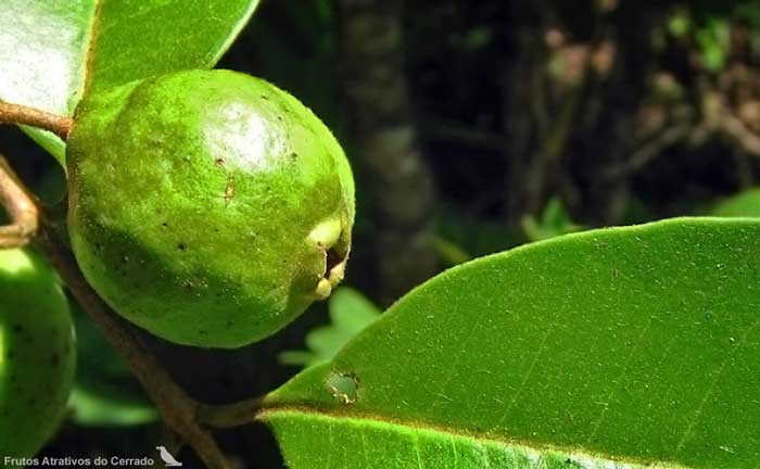 Psidium Canum