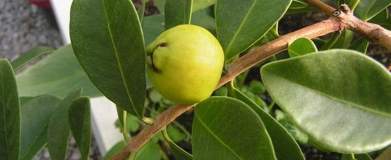 Psidium Cattleianum ssp. lucidum