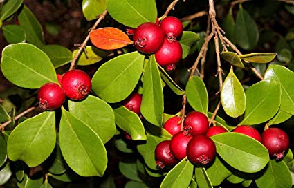 Psidium Cattleianum