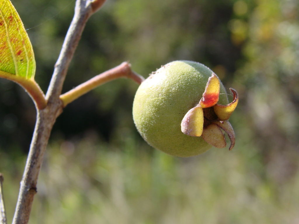 Psidium Cinereum