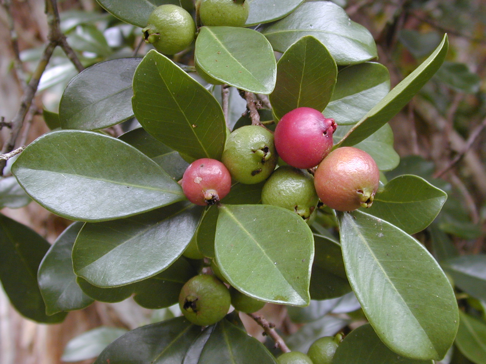 Psidium Coriaceum