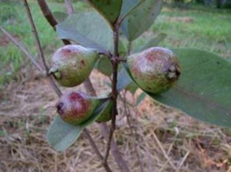 Psidium Cuneatum