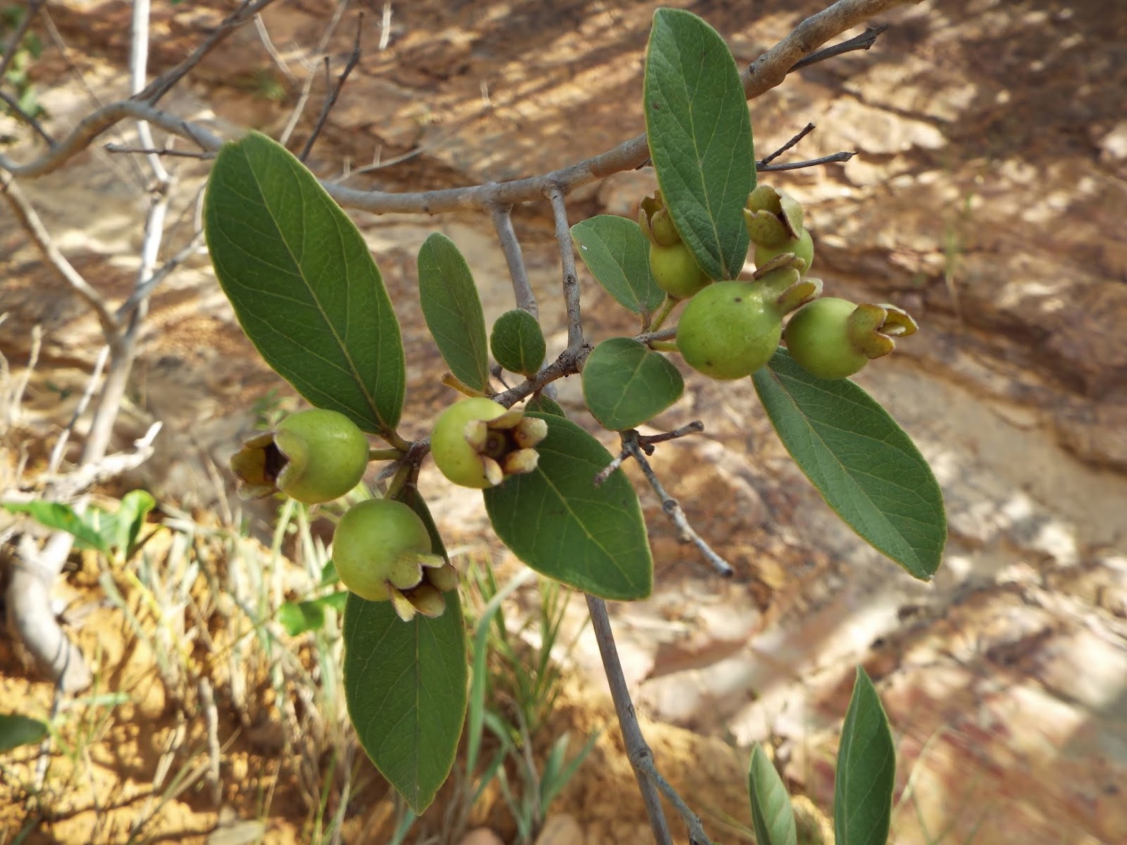 Psidium Cupreum