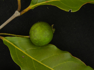 Psidium Densicomum