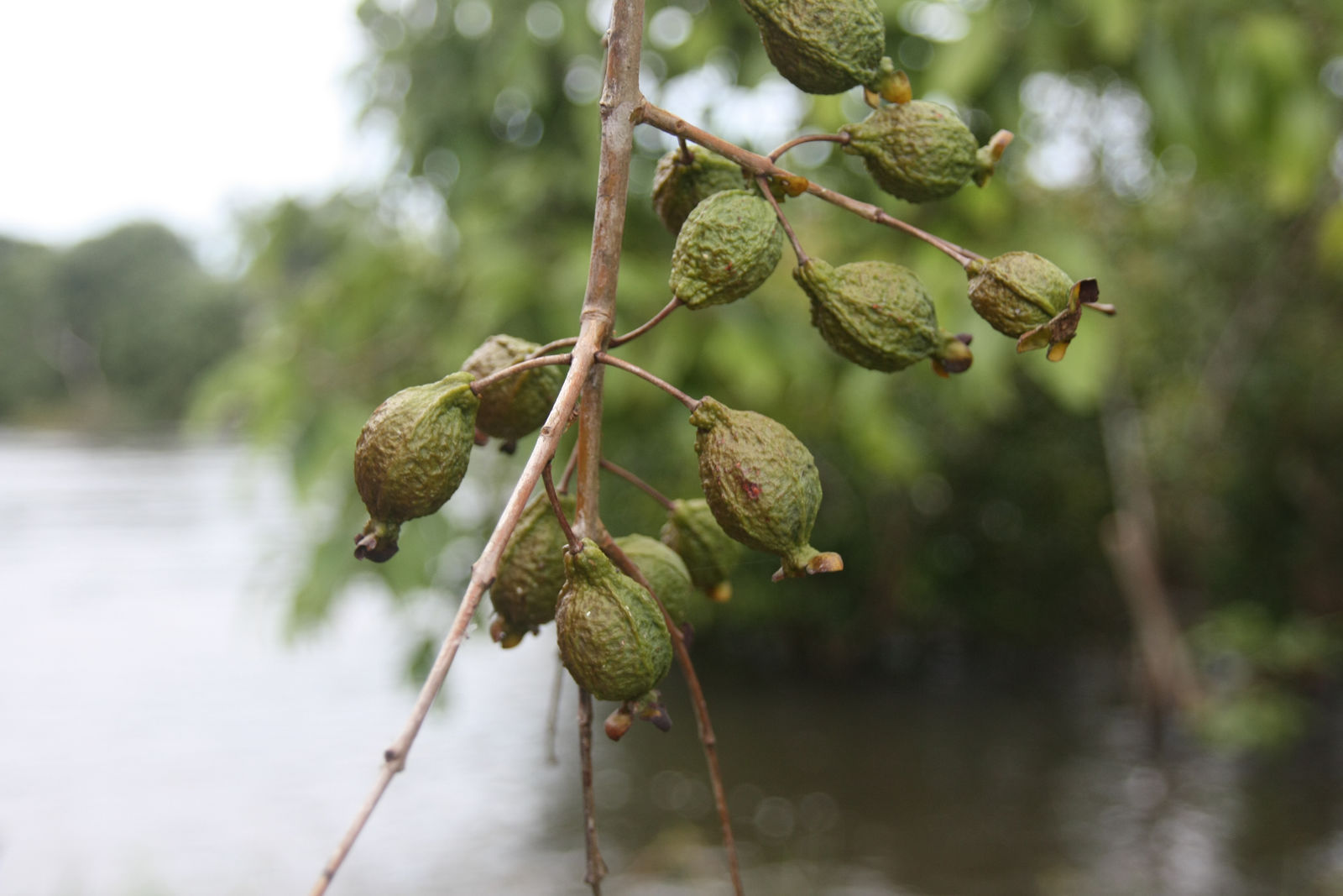 Psidium Donianum