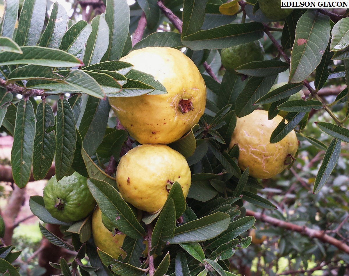 Psidium Elegans