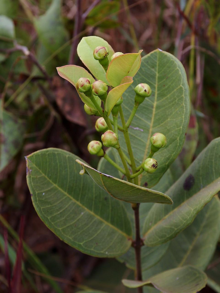 Psidium Firmum