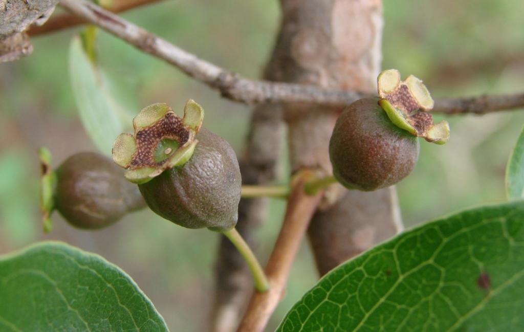 Psidium Giganteum