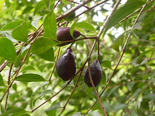 Psidium Glaziovianum