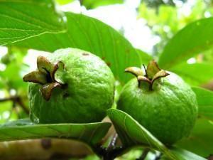 Psidium Guajava