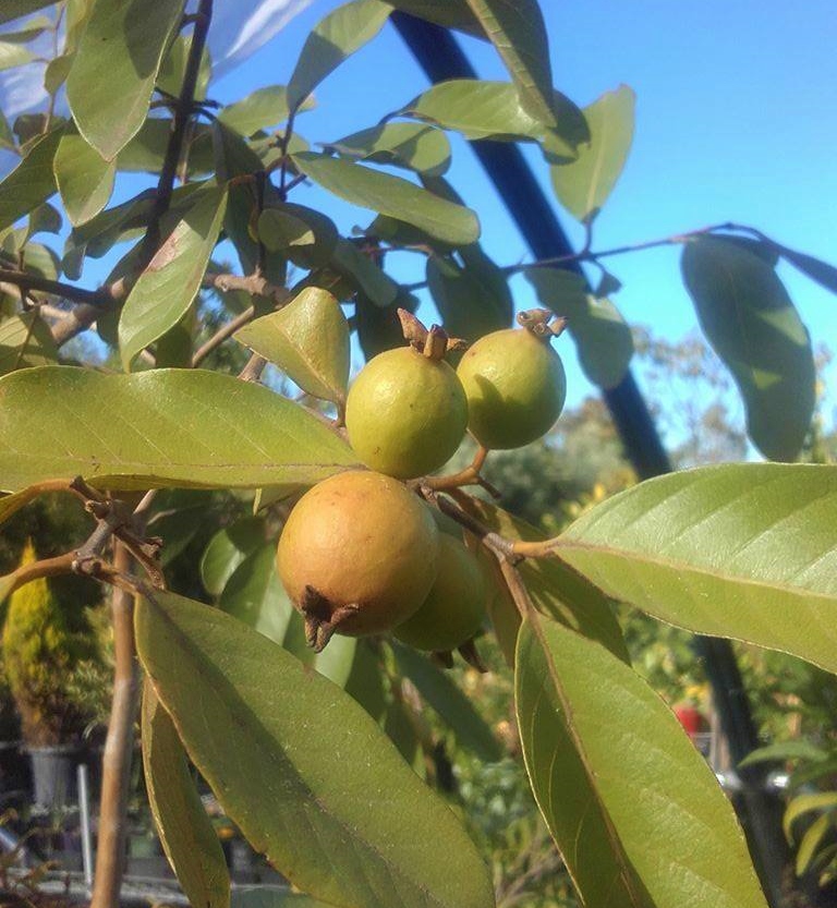 Psidium Guineense