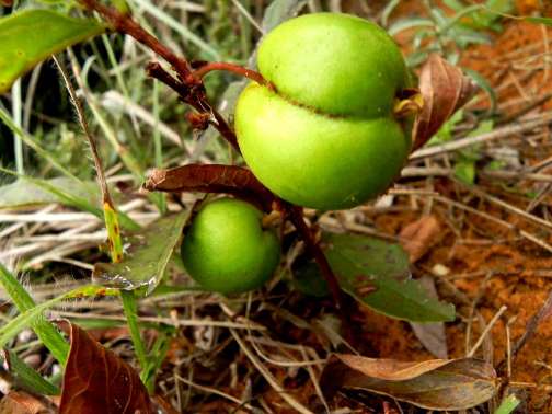 Psidium Herbaceum