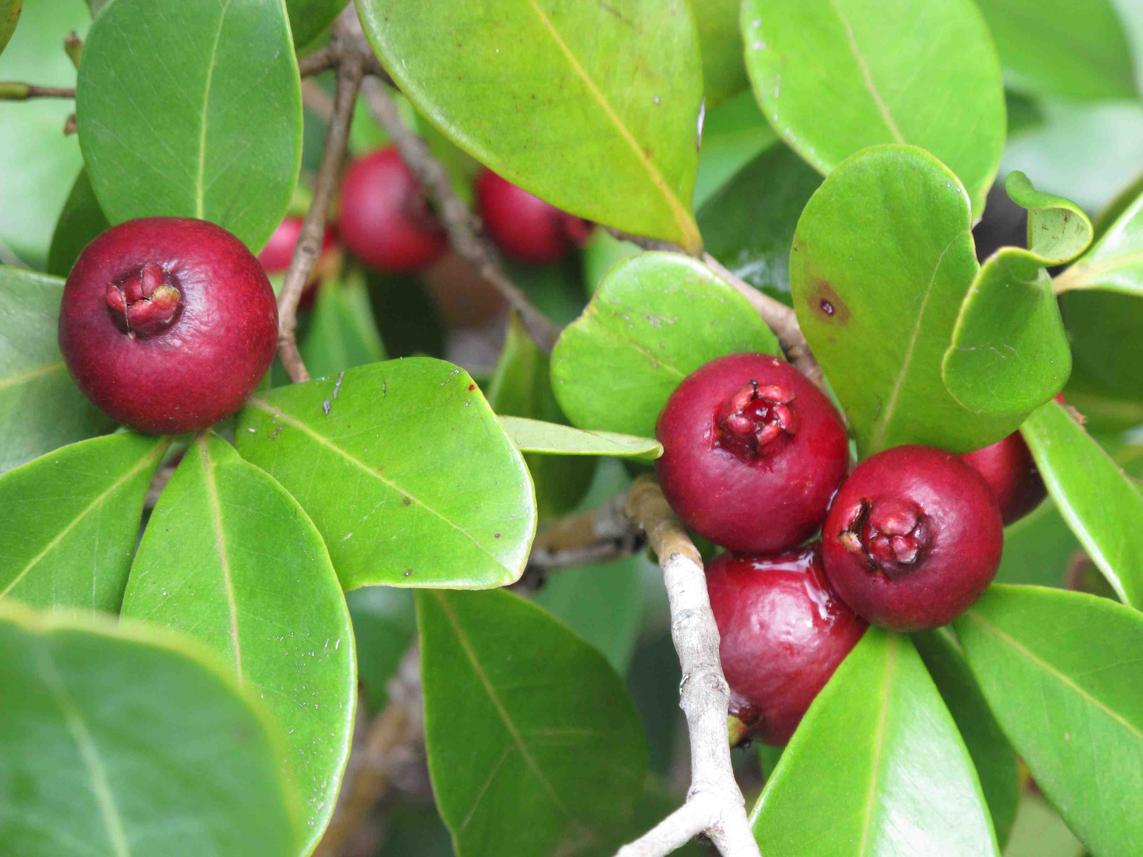 Psidium Humile