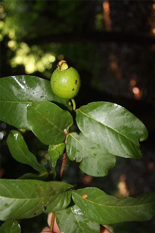 Psidium Inaequilaterum