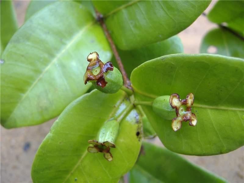 Psidium Itanareense