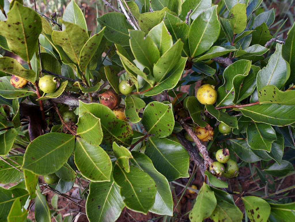 Psidium Laruotteanum