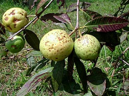 Psidium Leptocladum