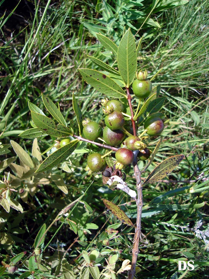 Psidium Luridum