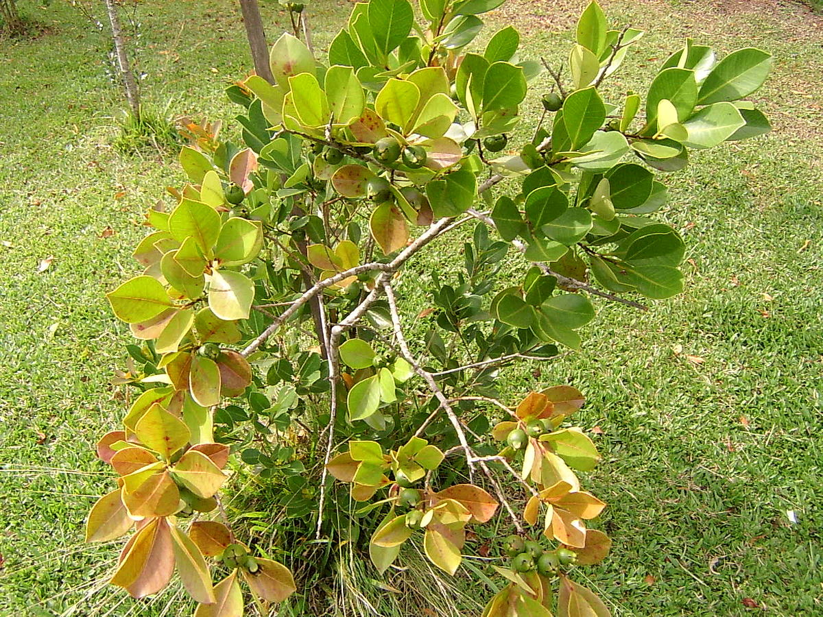 Psidium Mediterraneum