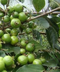 Psidium Minense