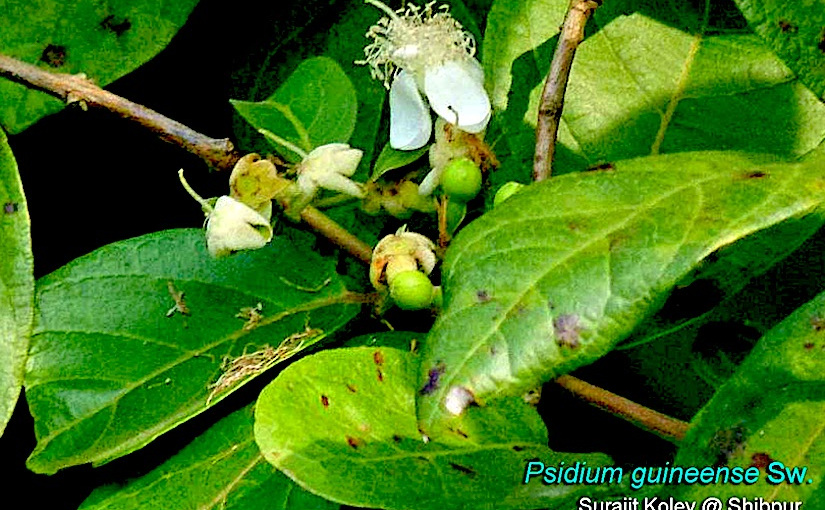 Psidium Multiflorum