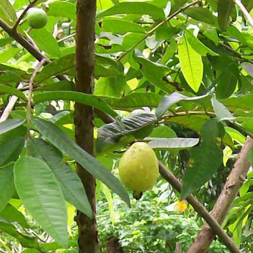 Psidium Nigrum