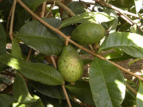 Psidium Oblongatum