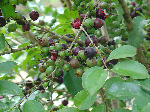 Psidium Oblongifolium