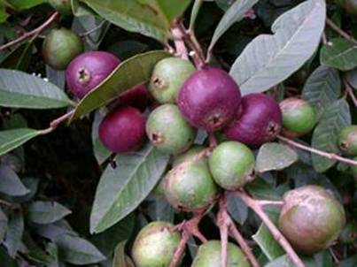 Psidium Paranense