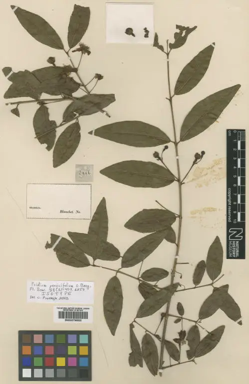 Psidium Persicifolium