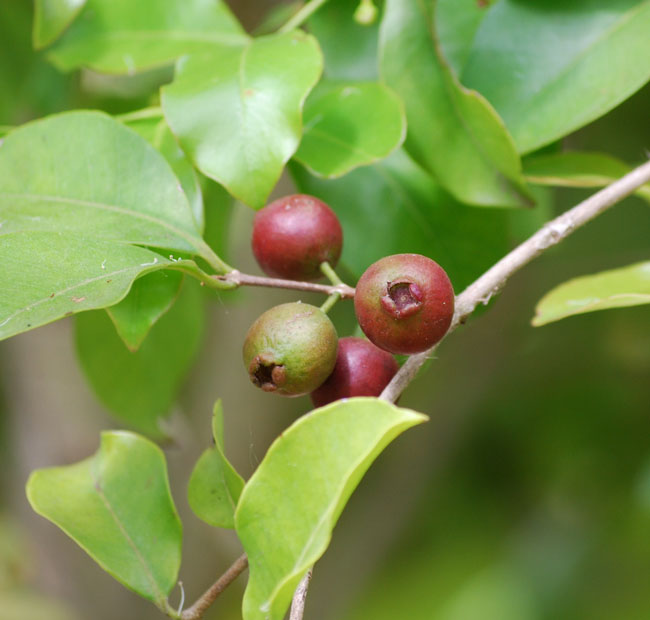 Psidium Racemosa