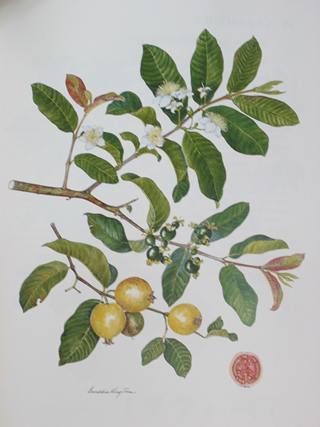 Psidium Racemosum