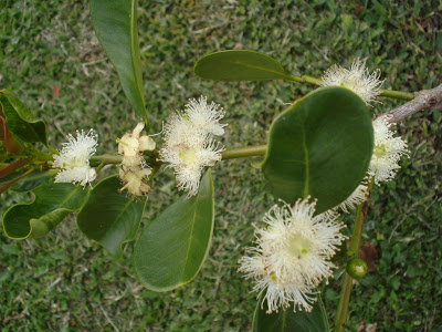 Psidium Radicans