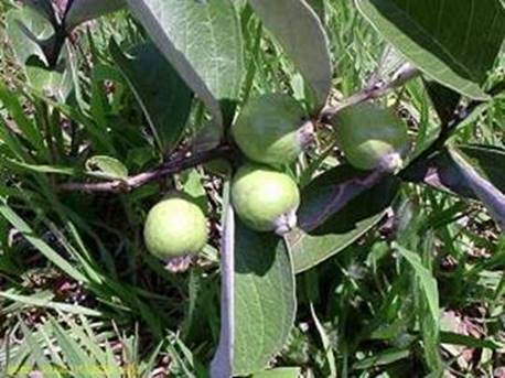 Psidium Riedelianum