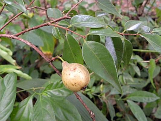 Psidium Robustum