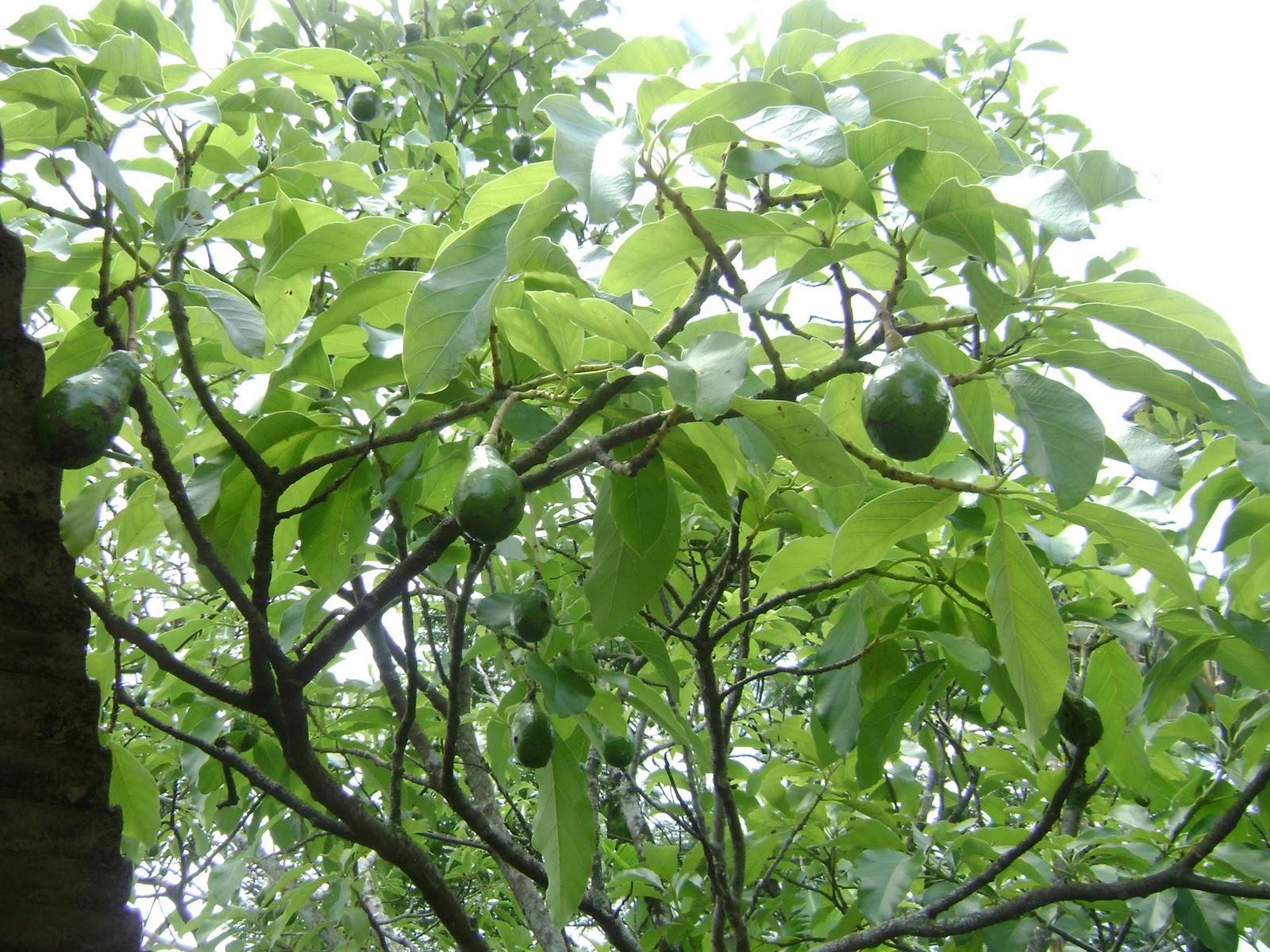 Psidium Roraimense