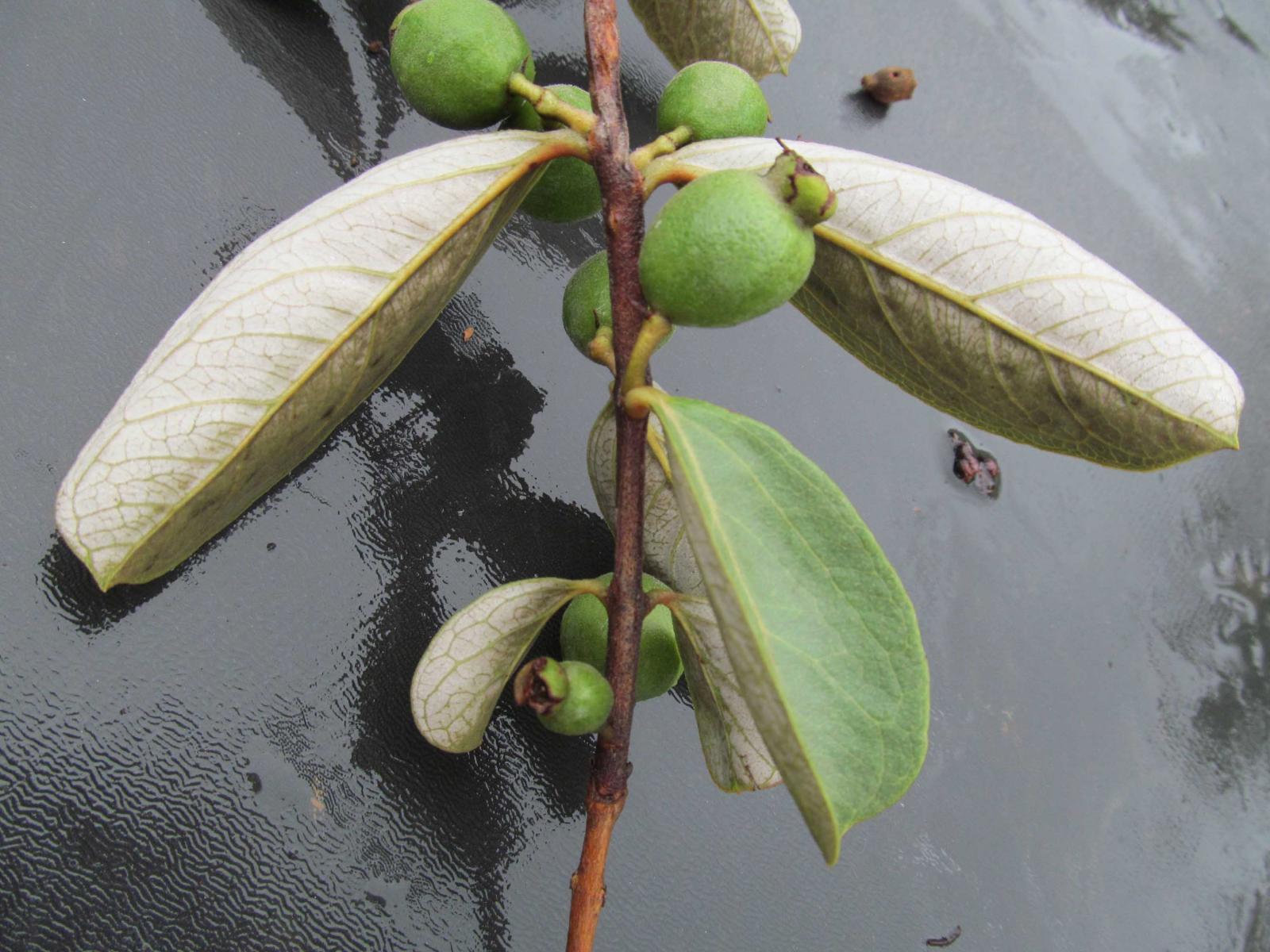 Psidium Rubescens