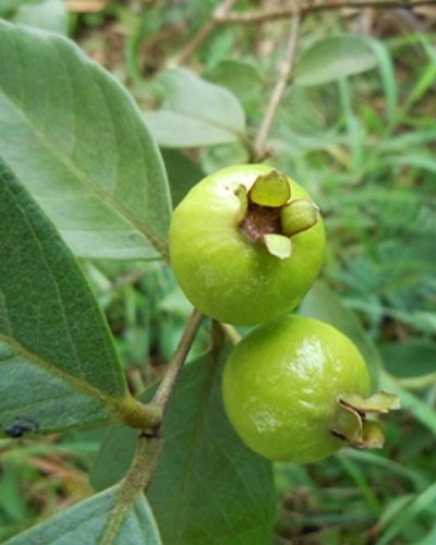 Psidium Rufum