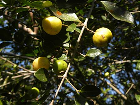 Psidium Sartorianum